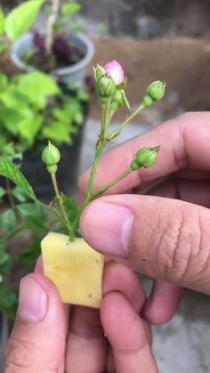 a person holding a small piece of food in their hand next to a plant with pink flowers