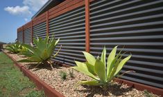 some green plants are growing in front of a black wall and brown metal slats