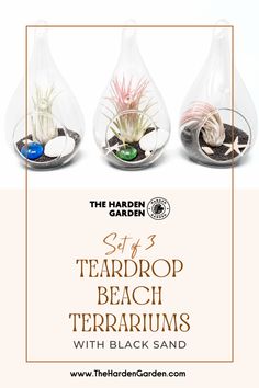 three terrariums with different types of plants in them and the words, st petersburg beach