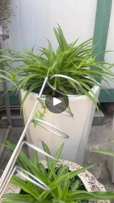 some plants are growing in a white pot