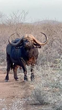 an animal with large horns standing in the middle of a dirt road next to brush