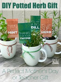 three coffee mugs with plants in them and the words, diy potted herb gift