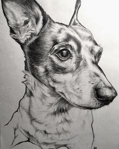 a black and white drawing of a dog's head, looking to the side