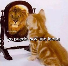 a cat sitting in front of a mirror looking at a lion's face on it