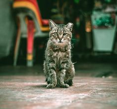 a small kitten sitting on top of a wooden floor