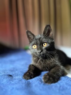 a small black kitten laying on top of a blue bed sheet looking at the camera