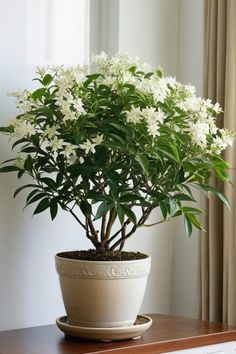 a potted plant sitting on top of a wooden table