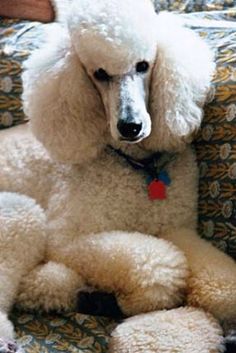 a white poodle sitting on top of a couch