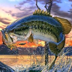 a painting of a large mouth bass jumping out of the water to catch a fish