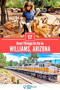 the best things to do in williams, arizona for kids and families alike with their favorite animals