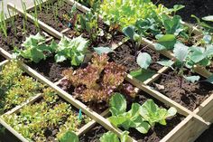 a garden filled with lots of different types of vegetables and plants in wooden boxes next to each other