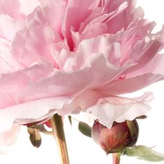 two pink peonies on a white background