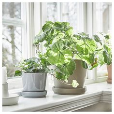 two potted plants sit on a window sill