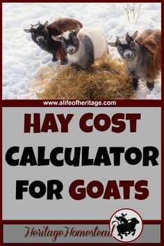 three goats in the snow with text overlay saying hay cost calculator for goats