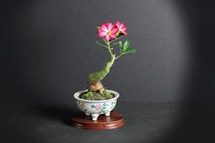 a small potted plant with pink flowers in it on a wooden stand against a black background