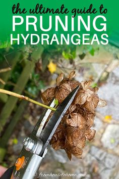 Pruning Hydrangeas (The Ultimate Guide) Prune Hydrangeas, Pruning Hydrangeas, Hydrangea Petiolaris, Smooth Hydrangea