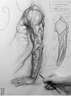 a man is drawing muscles on paper