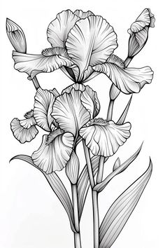 a black and white drawing of some flowers