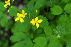 small yellow flowers growing in the middle of green leaves