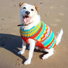 a white dog wearing a colorful sweater sitting in the sand at the beach with his tongue out