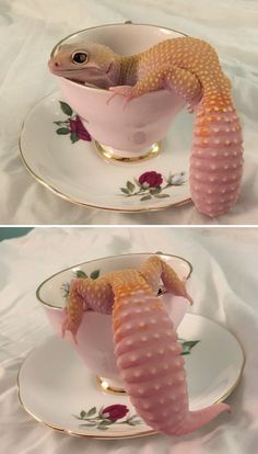 two pictures of a gecko in a teacup