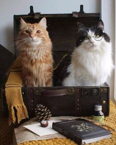 two cats are sitting in an old suitcase