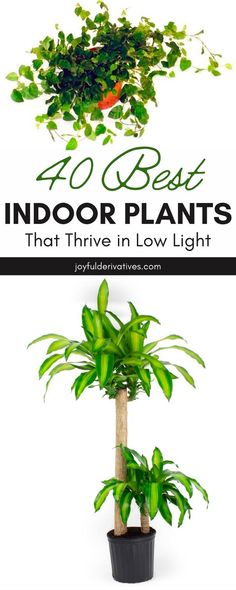 indoor plants that have low light in them and are easy to grow for the home