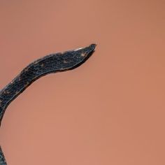 a close up view of a snake's tail