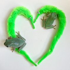 two green frogs in the shape of a heart