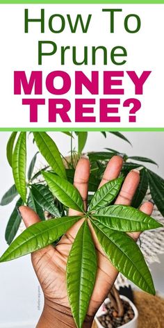 "Money tree care, Money tree pruning tips, When to prune money tree, Money 
tree maintenance, Pruning money tree branches, Money tree growth, Money 
tree pruning schedule, How to trim money tree, Reasons to prune money tree, 
Money tree trimming techniques"- Peace Lily Grown In Water
- Peace Lily Care
- Peace Lily Care Outdoor
- Peace Lily Fertilizer
- Peace Lily Soil
- Peace Lily Repotting
- Peace Lily Outdoor Money Tree Care Indoor, Money Tree Care, Money Tree Plant Care, Money Plant Care, Money Tree Bonsai, Money Tree Plant, Pachira Aquatica, Planting Plants, Cactus House Plants