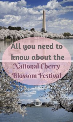 the national cherry blossom festival in washington d c is featured with an image of the lincoln memorial