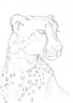 a pencil drawing of a cheetah's head