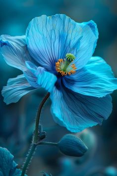 The Himalayan Blue Poppy is an enchanting flower with rare, intense blue petals that captivate any onlooker. It's often considered a gardener's dream due to its striking color and rarity.  Light: Partial shade. Water: Keep the soil consistently moist but well-drained. Soil: Moist, rich, well-draining soil. Temperature: 50-65°F (10-18°C). Humidity: Moderate to high. Fertilizer: Balanced liquid fertilizer, every 4-6 weeks during growing season.Best suited for cool, shaded areas, adding an ethereal touch to such environments.  #HimalayanBluePoppy #RareFlowers #GardenGems #BlueFlowers Painting Portfolio, Macro Photography Flowers, Blue Poppies, Garden Junk