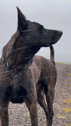 a large brown dog standing on top of a dirt field