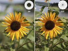 two pictures of sunflowers with the same color and size as shown in this image