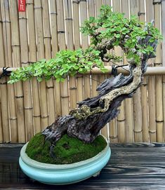 a bonsai tree in a blue pot on a table