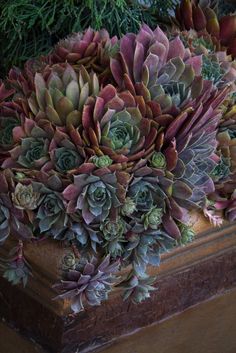 Dark burgundy leaved coral bells. Echeveria Imbricata, Hardy Succulents, Monrovia Plants, Drought Tolerant Perennials, Succulent Landscape Design, Drought Tolerant Garden, Succulent Landscaping, Plant Catalogs, Succulent Gardens