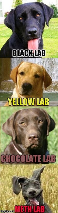 Perfect Things, Dog Fun, Dog Jokes, Funny Pix, Dogs Funny