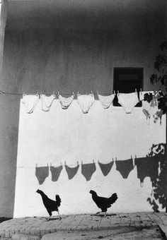 black and white photograph of two chickens walking in front of a house with laundry hanging on the line