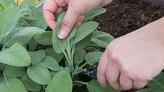 someone is trimming the leaves of a plant