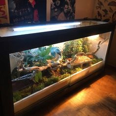 a fish tank filled with lots of plants and rocks in the middle of a room