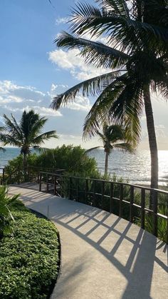 a walkway leading to the beach with palm trees on either side and water in the background