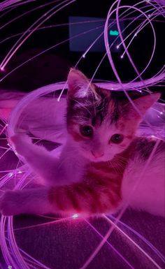 cat kitten cute aesthetic whip lights pink calico white orange tabby brown lockscreen homescreen screensaver adorable tortie whiskers ears blue eyes green eyes gray blanket bed hulu tv Magenta Aesthetic, Neon Cat, Purple Cat, Pfp Ideas, Cat Person, Pink Cat, Cat Wallpaper