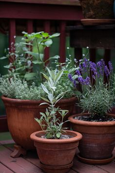 three potted plants sitting on top of a wooden table