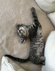 a cat laying on top of a bed next to white sheets and pillows with it's paws up in the air