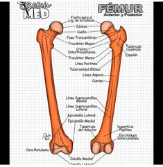 a diagram of the bones and their major muscles, including the fescute tendor