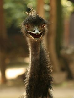 an emu is standing in front of some trees