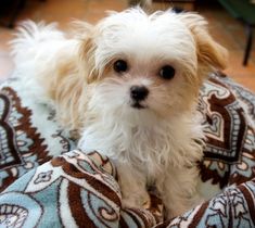 a small white dog sitting on top of a blanket