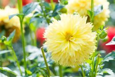 yellow flowers with green leaves in the foreground and bright red flowers in the background