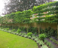 a garden with lots of trees and plants growing on the side of it, in front of a house